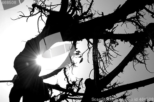 Image of Tree silhouette