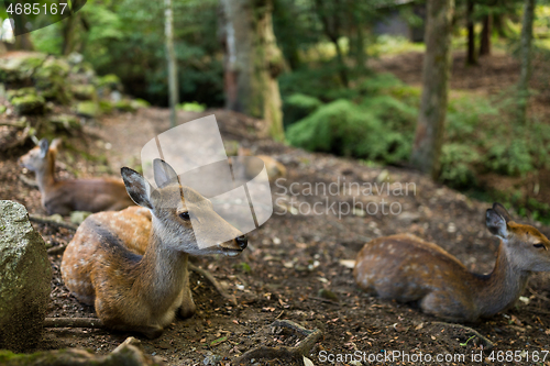 Image of Young deer taking rest at the park