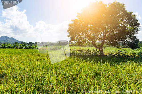 Image of Rice field and tree with sun flare