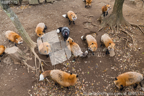 Image of Lovely red fox looking for food