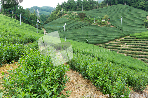 Image of Tea field