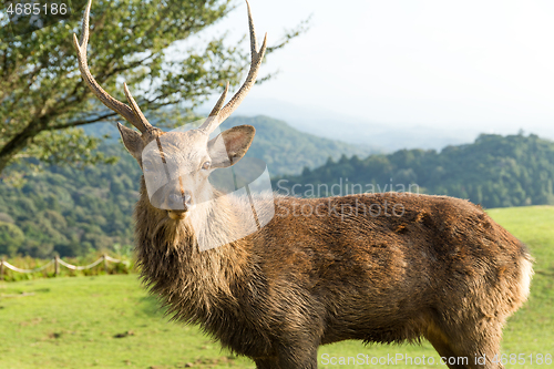 Image of Stag Deer at mount wakakusa