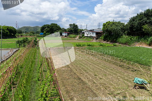 Image of Green field