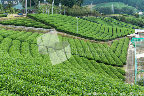 Image of Tea Farm