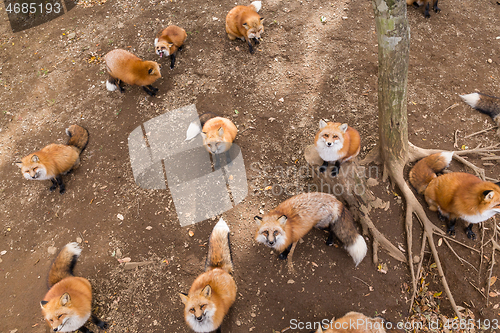 Image of Group of fox waiting for food