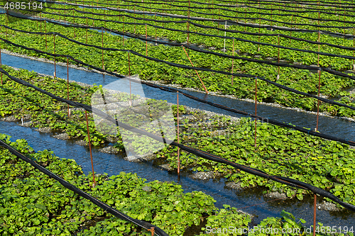 Image of Wasabi farm