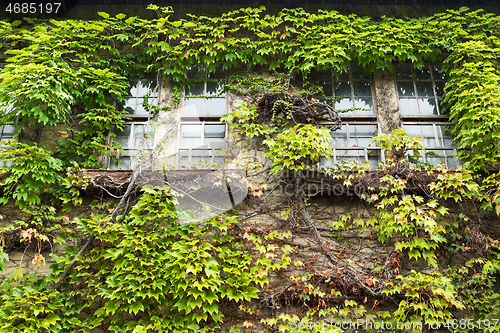 Image of House with window and green vines