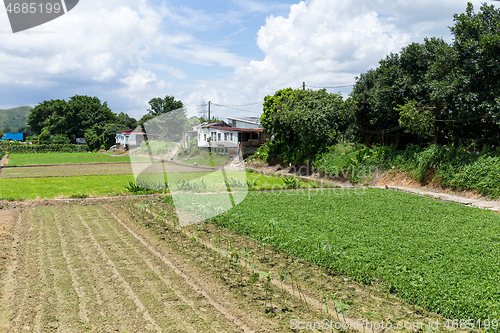 Image of Green field