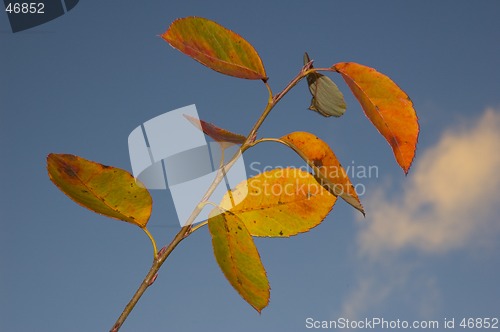 Image of Leaves at fall