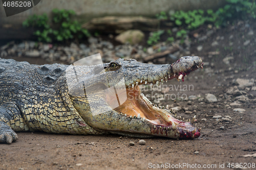 Image of Crocodile mouth open and getting hurt