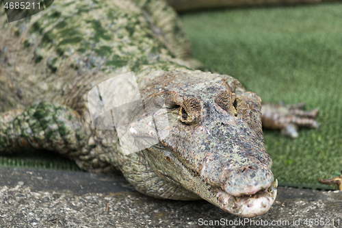 Image of Crocodile at outdoor