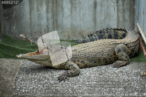 Image of Crocodile with open mouth