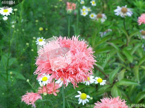 Image of Pink cornflower