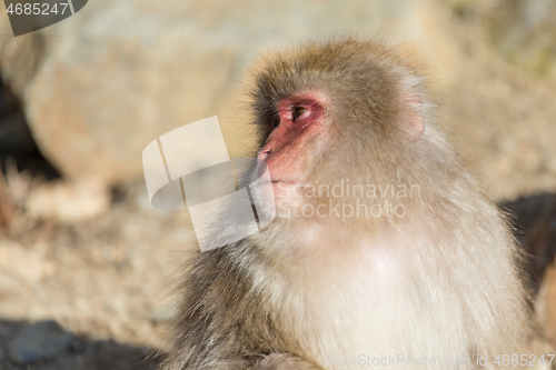 Image of Monkey