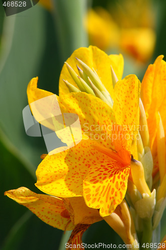 Image of Yellow lily