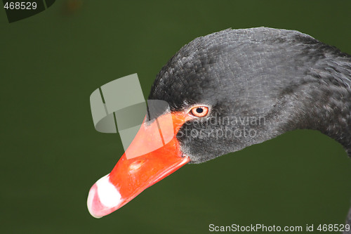 Image of Black swan's head