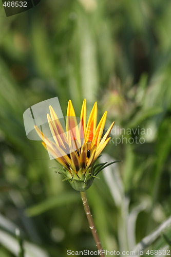 Image of Gazania blossom