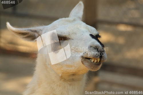 Image of White lama