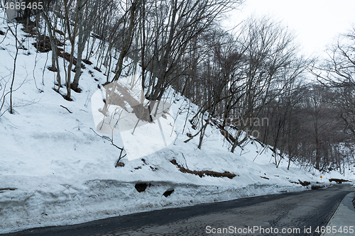 Image of Road and trees covered with snow