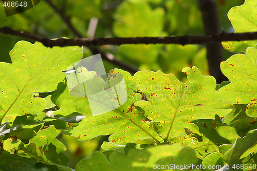 Image of Oak leaves