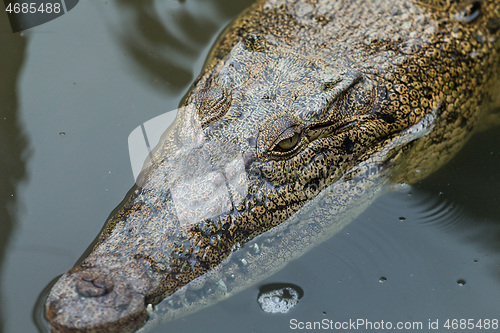 Image of Crocodile hiding inside water pond