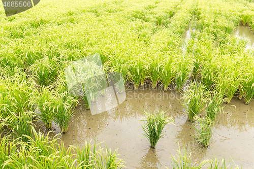 Image of Paddy rice in meadow