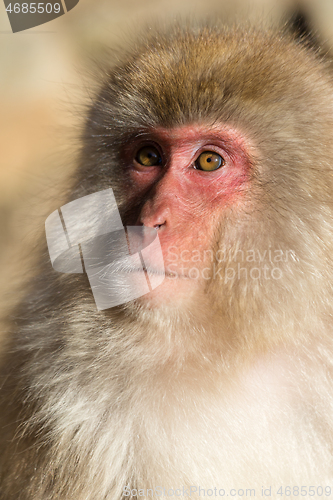 Image of Monkey