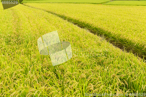 Image of Paddy Rice field