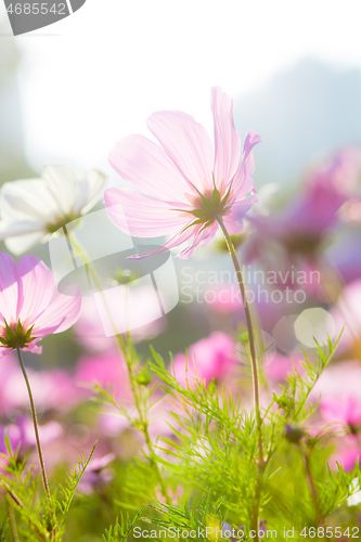 Image of Cosmos flowers during sunset