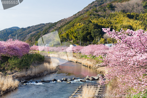 Image of Sakura tree and river