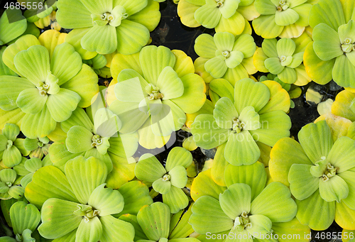 Image of Green duckweed