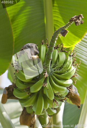 Image of Banana tree