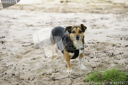 Image of mongrel young dog on the beach sand