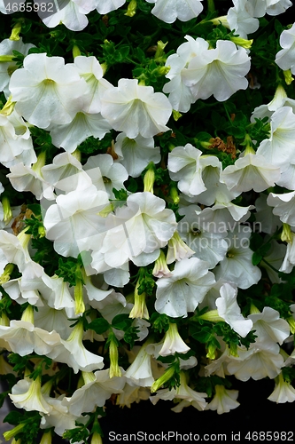 Image of lovely white petunia flowers