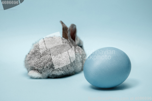 Image of Easter bunny rabbit with painted egg on blue background. Easter holiday concept.