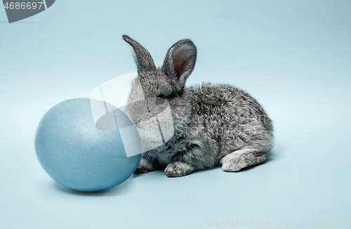 Image of Easter bunny rabbit with painted egg on blue background. Easter holiday concept.