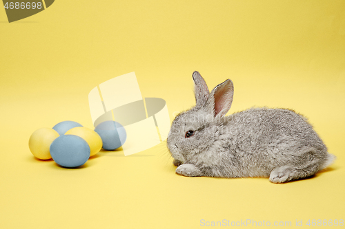 Image of Easter bunny rabbit with painted eggs on yellow background. Easter holiday concept.