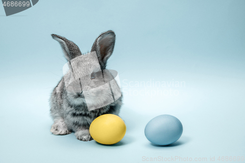 Image of Easter bunny rabbit with painted eggs on blue background. Easter holiday concept.