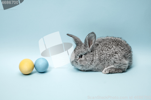 Image of Easter bunny rabbit with painted eggs on blue background. Easter holiday concept.