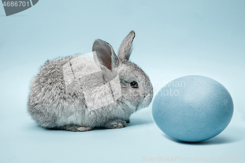 Image of Easter bunny rabbit with painted egg on blue background. Easter holiday concept.