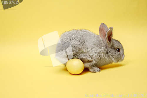 Image of Easter bunny rabbit with painted egg on yellow background. Easter holiday concept.