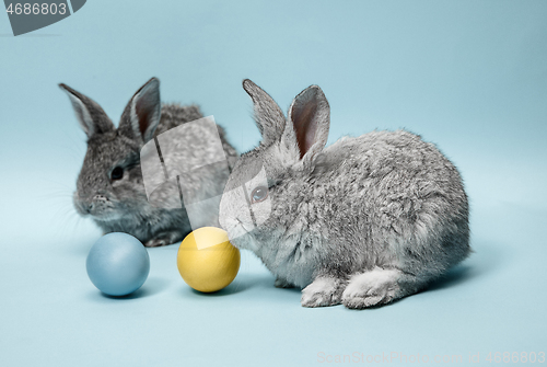 Image of Easter bunny rabbit with painted eggs on blue background. Easter holiday concept.