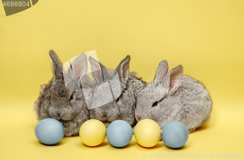 Image of Easter bunny rabbits with painted eggs on yellow background. Easter holiday concept.