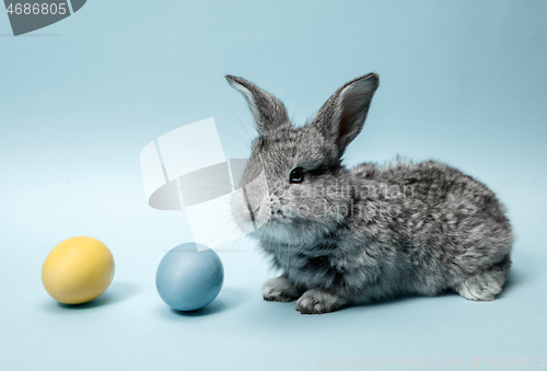 Image of Easter bunny rabbit with painted eggs on blue background. Easter holiday concept.