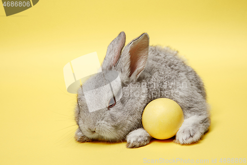 Image of Easter bunny rabbit with painted egg on yellow background. Easter holiday concept.