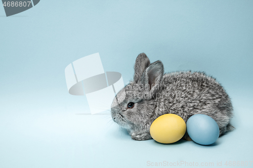 Image of Easter bunny rabbit with painted eggs on blue background. Easter holiday concept.