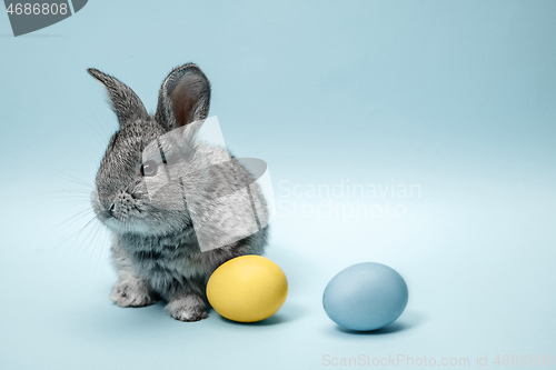 Image of Easter bunny rabbit with painted eggs on blue background. Easter holiday concept.