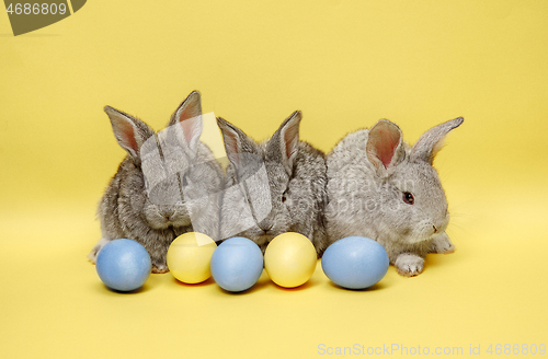 Image of Easter bunny rabbits with painted eggs on yellow background. Easter holiday concept.