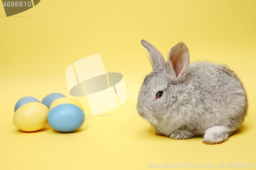 Image of Easter bunny rabbit with painted eggs on yellow background. Easter holiday concept.