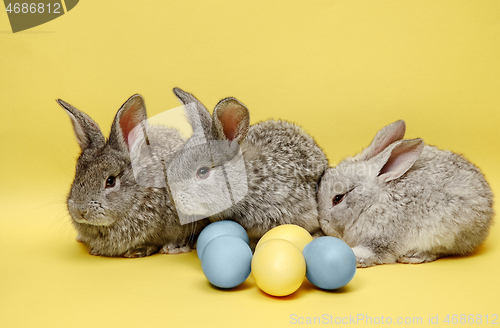 Image of Easter bunny rabbits with painted eggs on yellow background. Easter holiday concept.